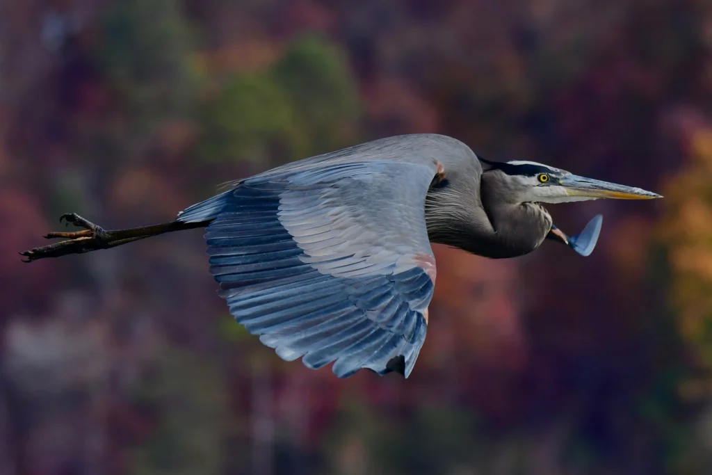A1 3213 2 Great Blue Heron Christopher Grau Kk Breeding Adult