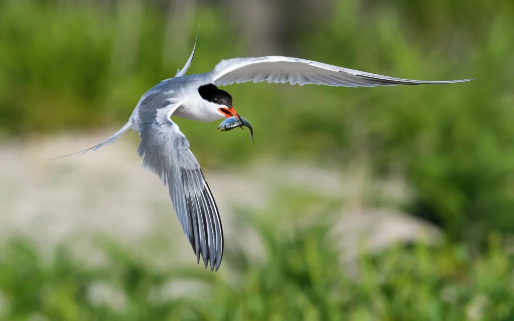 A1 4242 6 Common Tern Robert Cook Kk Breeding Adult