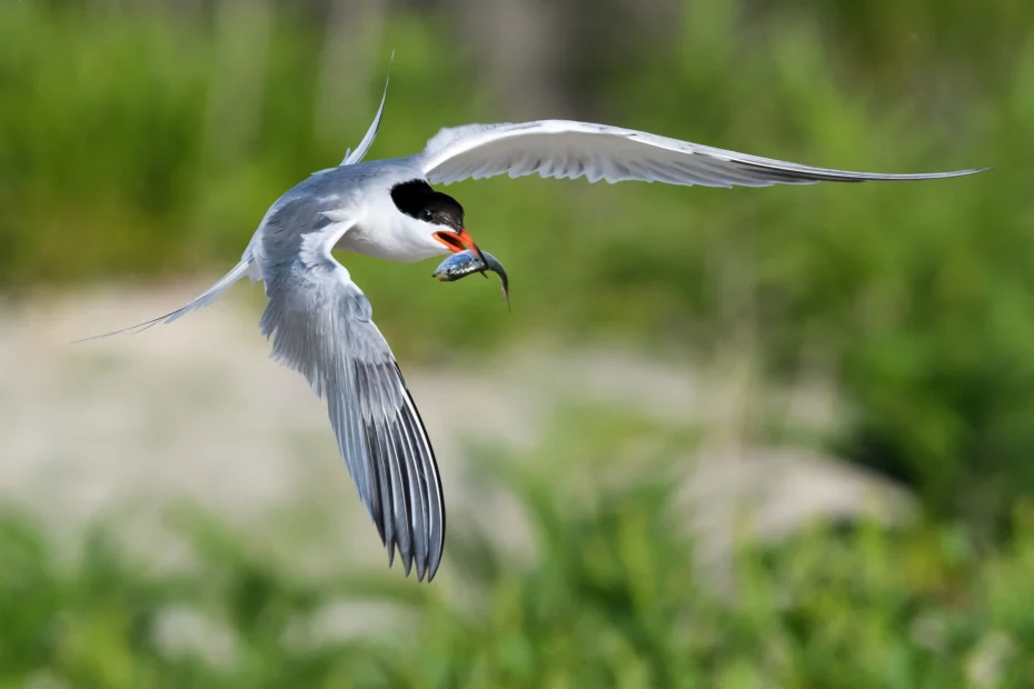 A1 4242 6 Common Tern Robert Cook Kk Breeding Adult